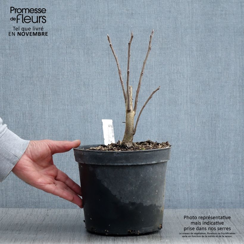Exemplaar van Juglans nigra - Noyer noir Pot de 4L/5L zoals geleverd in de herfst