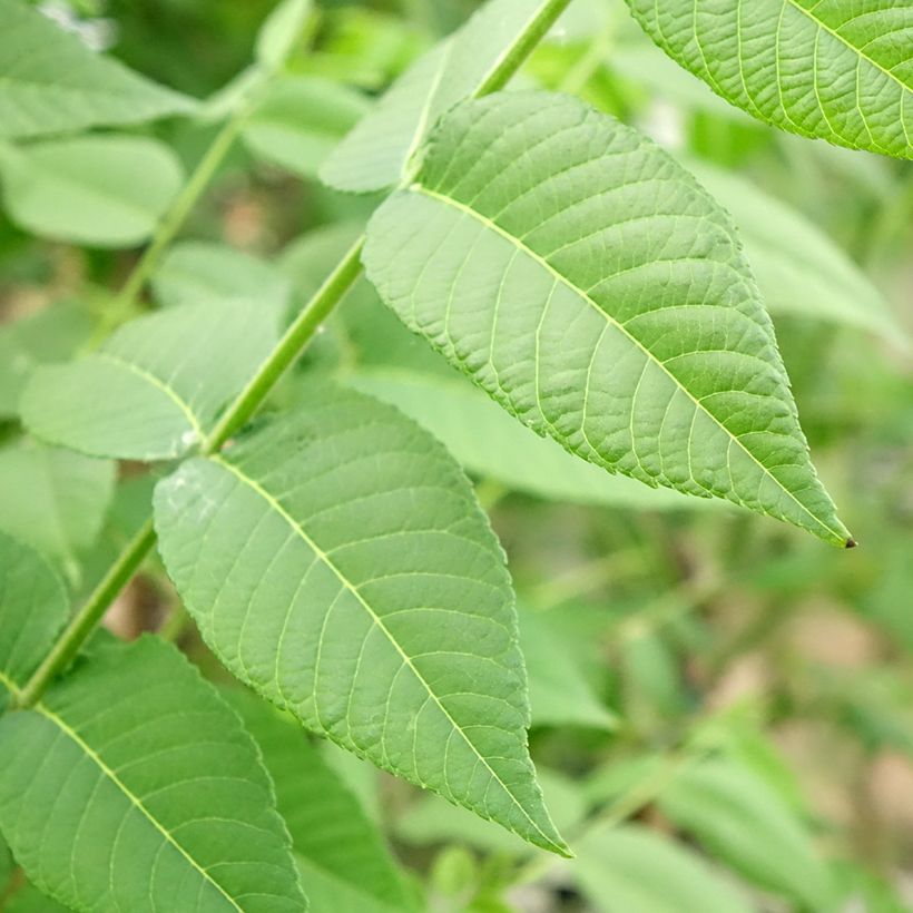 Juglans nigra - Zwarte walnoot (Blad)