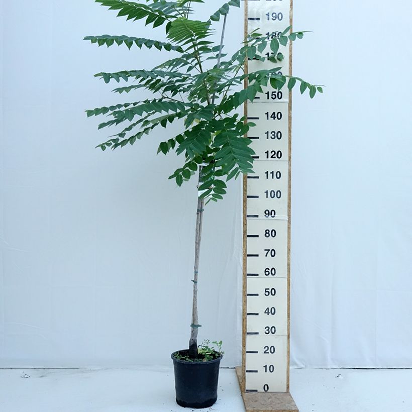 Exemplaar van Juglans nigra - Zwarte walnoot Pot van 7,5 l/10 l zoals geleverd in de zomer