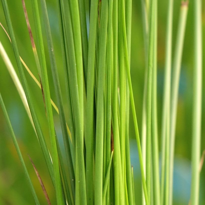 Juncus effusus - Pitrus (Blad)