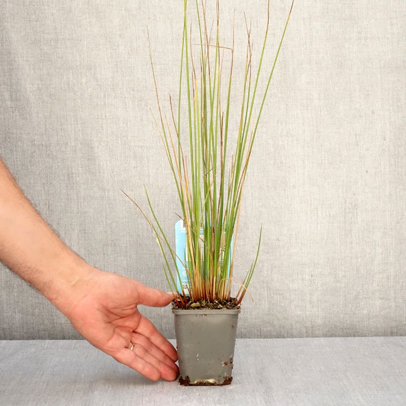 Exemplaar van Juncus effusus - Pitrus Kweekpotje van 8/9 cm zoals geleverd in de herfst