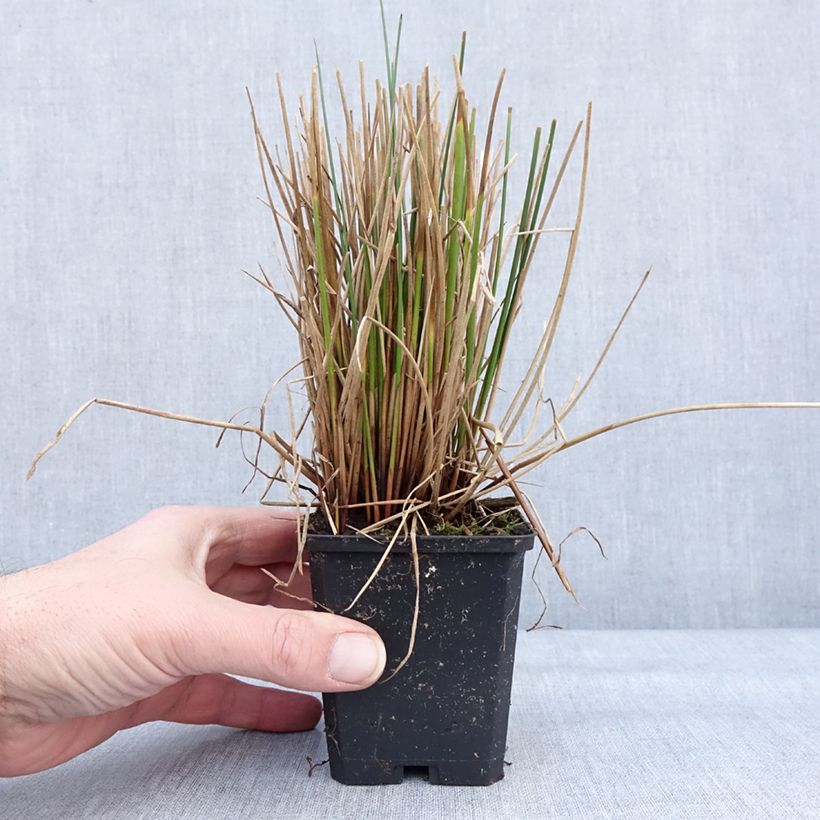 Exemplaar van Juncus effusus - Pitrus Kweekpotje van 8/9 cm zoals geleverd in de winter