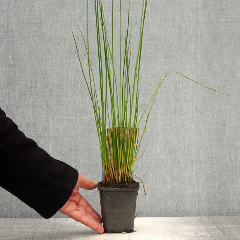 Example of Juncus effusus - Pitrus Kweekpotje van 8/9 cm as you get in printemps