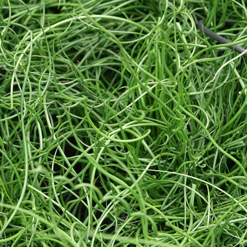 Juncus effusus Spiralis - Krulpitrus (Blad)