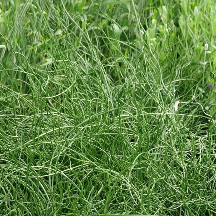 Juncus effusus Spiralis - Krulpitrus (Groeiplaats)