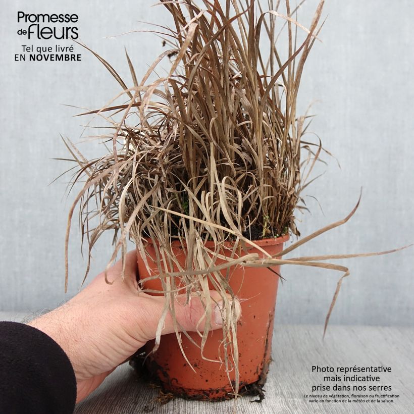 Exemplaar van Juncus ensifolius Pot de 1L/1,5L zoals geleverd in de herfst