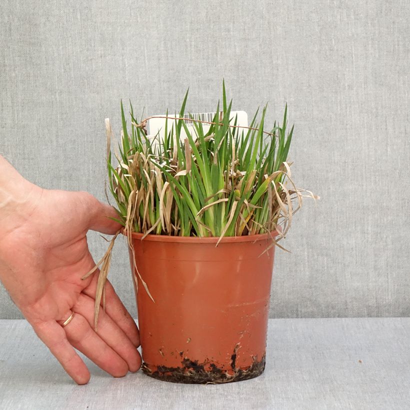 Example of Juncus ensifolius - Zwaardrus Pot van 1 l/1,5 l as you get in printemps