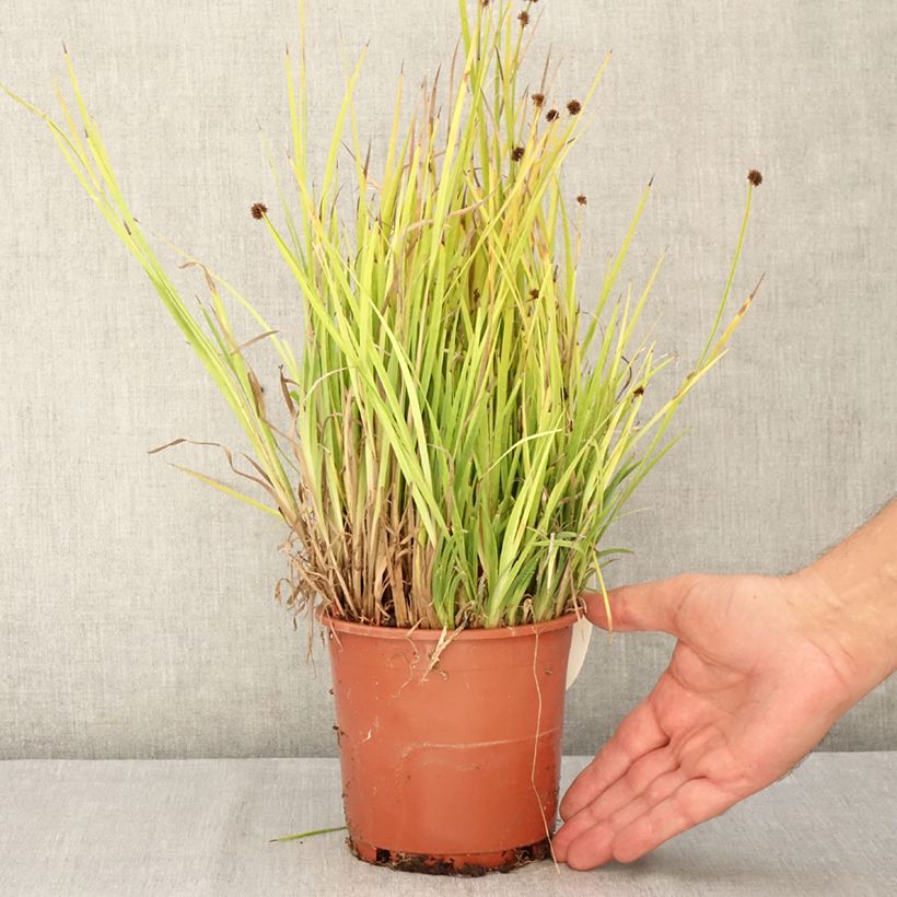 Exemplaar van Juncus ensifolius - Zwaardrus Pot van 1 l/1,5 l zoals geleverd in de zomer