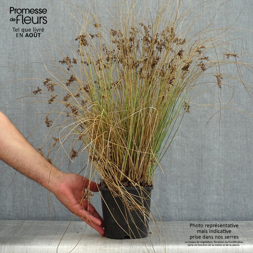 Exemplaar van Juncus inflexus Blue Arrows - Zeegroene rus Pot van 2 l/3 l zoals geleverd in de zomer