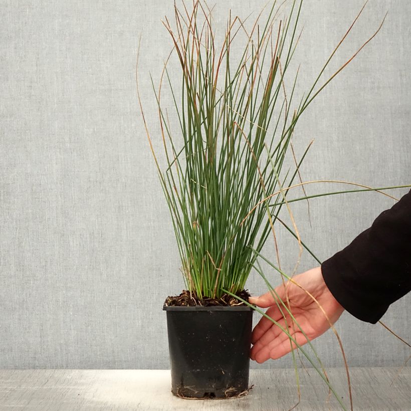 Example of Juncus inflexus Blue Arrows - Zeegroene rus Pot van 2 l/3 l as you get in printemps