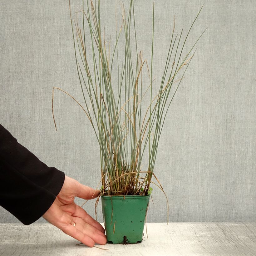 Exemplaar van Juncus inflexus Blue Dart - Zeegroene rus Kweekpotje van 8/9 cm zoals geleverd in de herfst
