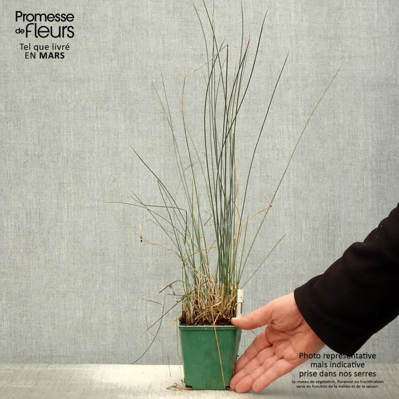 Example of Juncus inflexus Blue Dart - Zeegroene rus Kweekpotje van 8/9 cm as you get in printemps