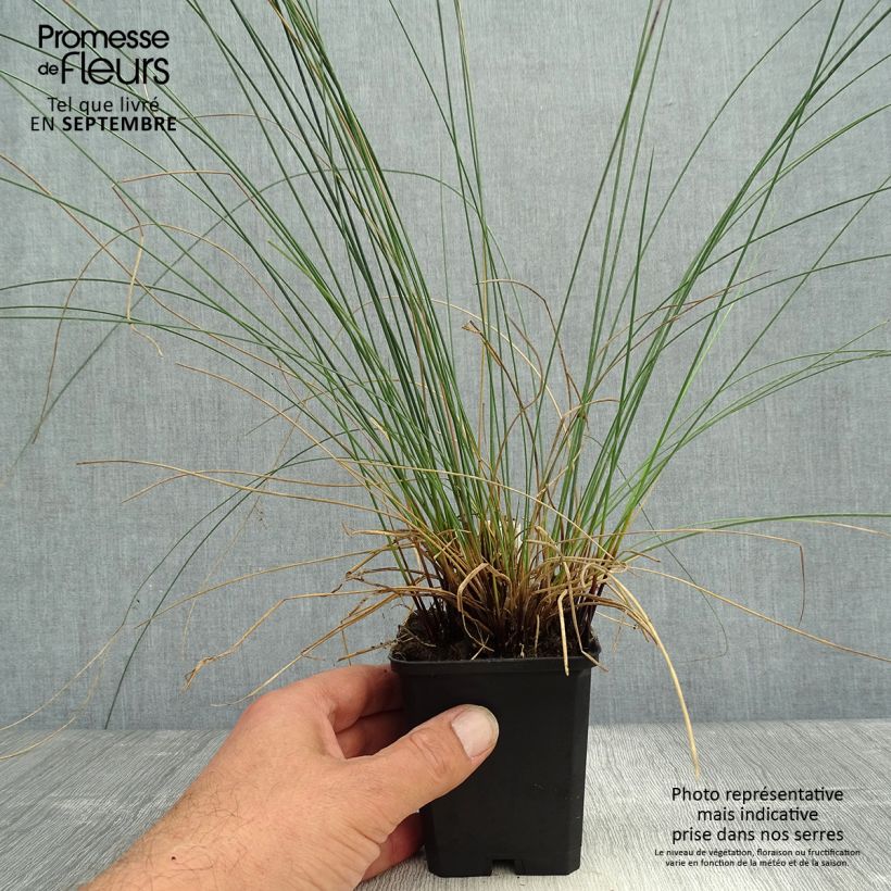 Exemplaar van Juncus inflexus - Zeegroene rus Kweekpotje van 8/9 cm zoals geleverd in de herfst
