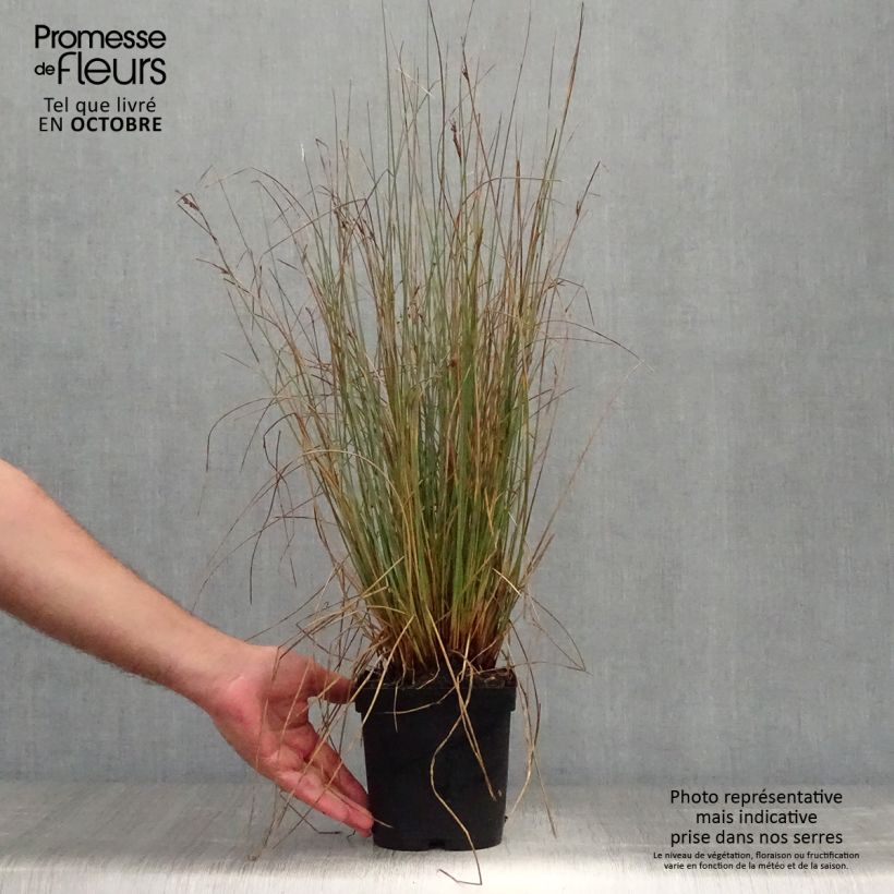 Exemplaar van Juncus inflexus - Zeegroene rus Pot van 2 l/3 l zoals geleverd in de herfst