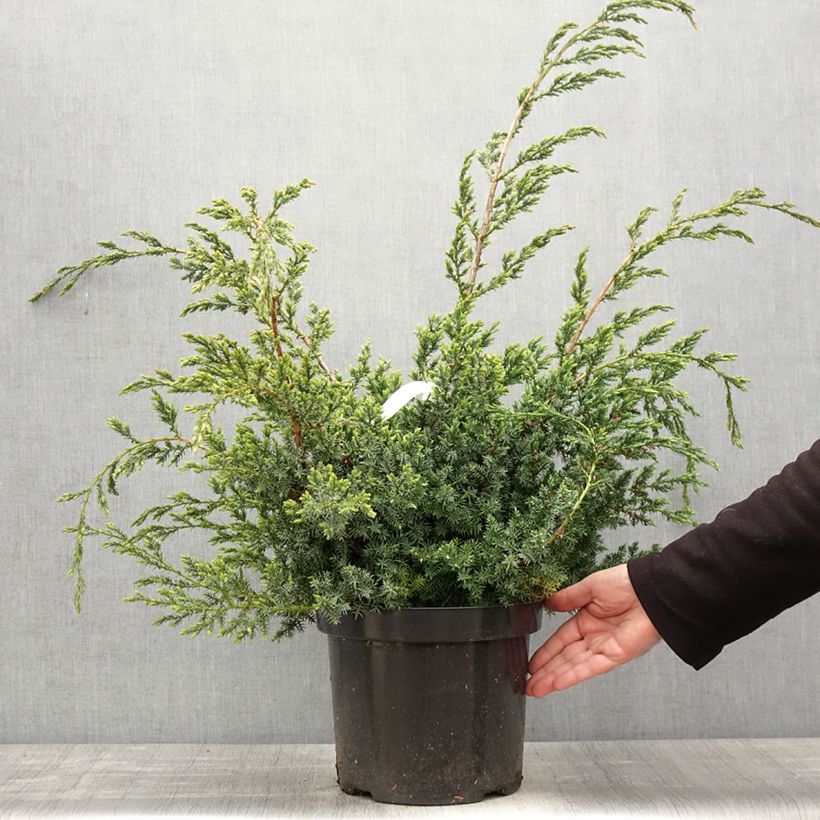 Example of Juniperus chinensis Blue Alps - Chinese jeneverbes Pot van 7,5 l/10 l as you get in printemps