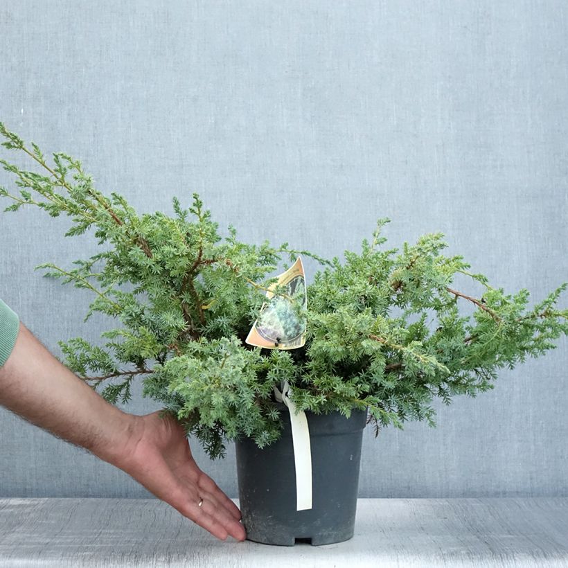 Exemplaar van Juniperus chinensis Blue Alps - Chinese jeneverbes Pot van 2 l/3 l zoals geleverd in de zomer