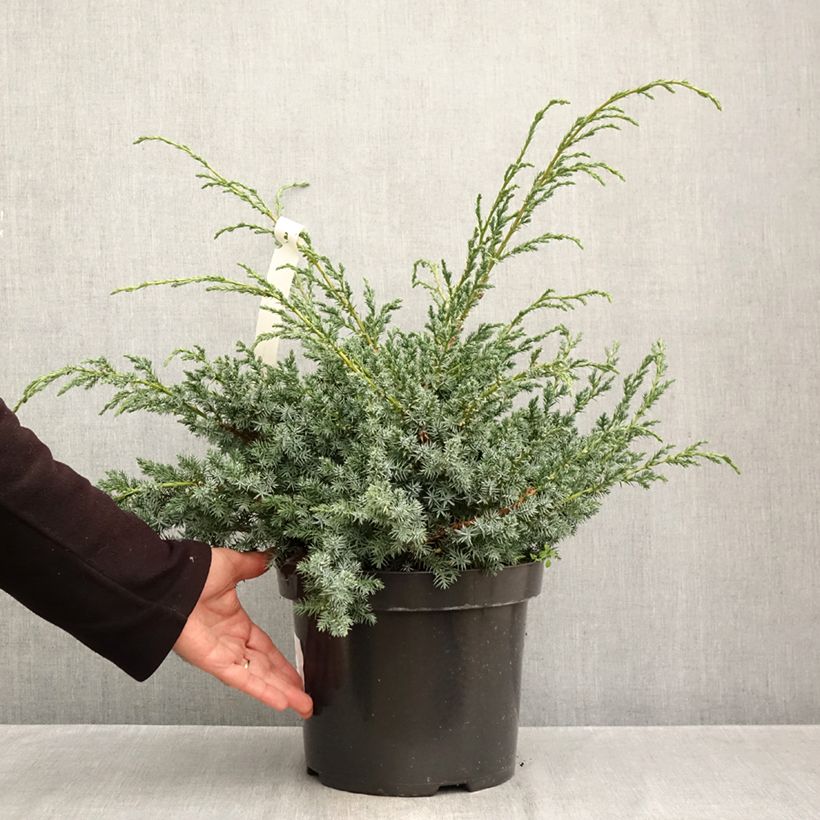 Exemplaar van Juniperus chinensis Blue Alps - Chinese jeneverbes Pot van 7,5 l/10 l zoals geleverd in de herfst