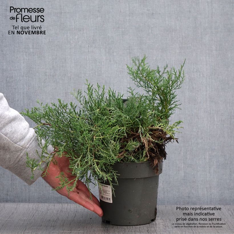 Exemplaar van Juniperus chinensis Golden Saucer - Jeneverbes Pot van 2 l/3 l zoals geleverd in de herfst