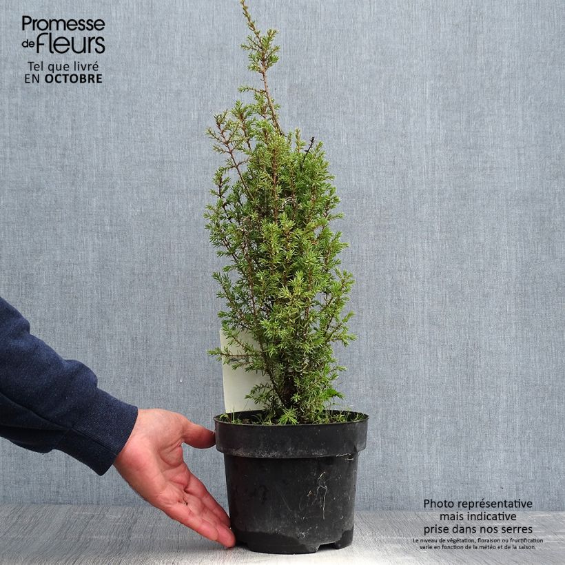 Exemplaar van Juniperus communis Arnold - Jeneverbes Pot van 2 l/3 l zoals geleverd in de herfst