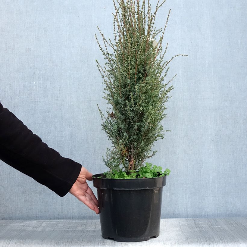 Exemplaar van Juniperus communis Arnold - Genévrier commun Pot de 7,5L/10L zoals geleverd in de herfst