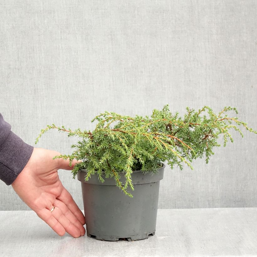 Exemplaar van Juniperus communis Hornibrookii - Jeneverbes Pot van 1,5 l/2 l zoals geleverd in de herfst