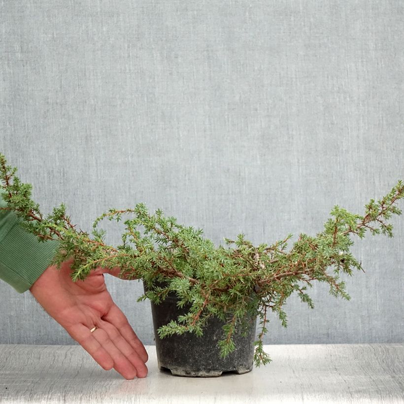 Exemplaar van Juniperus communis Hornibrookii - Jeneverbes Pot van 1,5 l/2 l zoals geleverd in de zomer