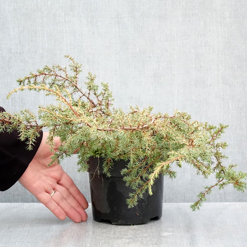 Exemplaar van Juniperus communis Hornibrookii - Jeneverbes Pot van 2 l/3 l zoals geleverd in de herfst