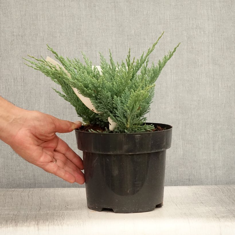 Exemplaar van Juniperus horizontalis Blue Chip - Kruipende jeneverbes Pot van 2 l/3 l, Hoogstam zoals geleverd in de zomer