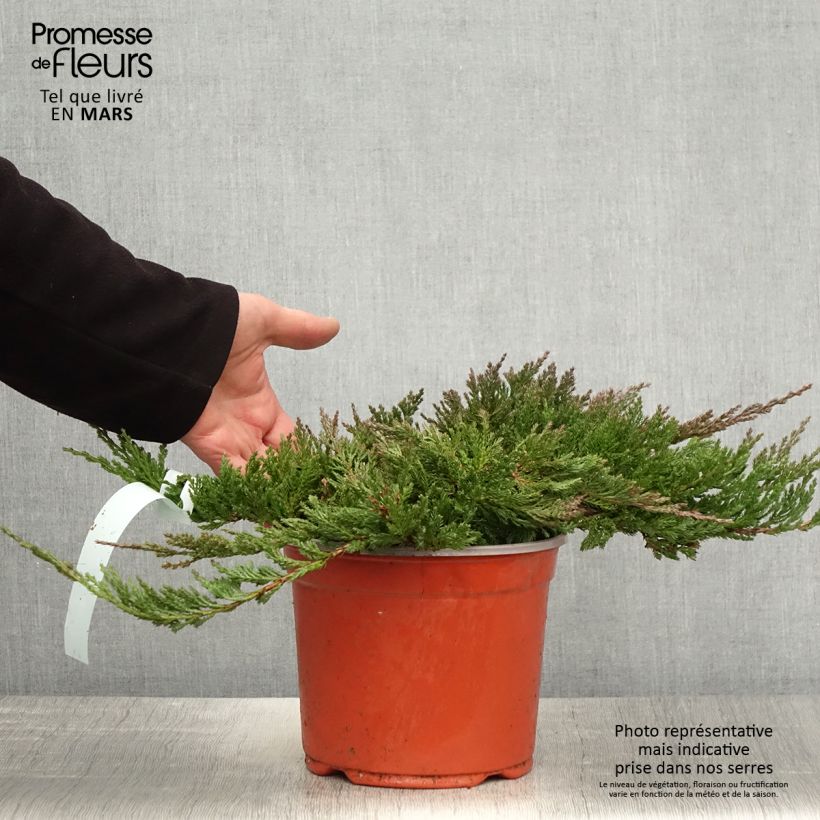 Exemplaar van Juniperus horizontalis Blue Chip - Kruipende jeneverbes Pot van 2 l/3 l, Hoogstam zoals geleverd in de lente