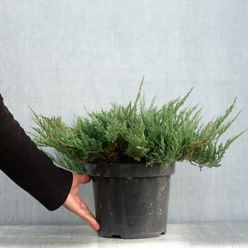 Exemplaar van Juniperus horizontalis Blue Chip - Kruipende jeneverbes Pot van 7,5 l/10 l, Hoogstam zoals geleverd in de herfst