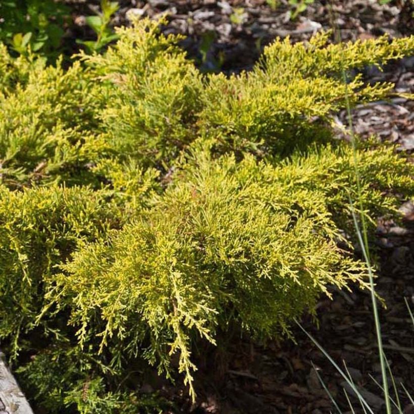Chinese jeneverbes Goldkissen - Juniperus pfitzeriana (Foliage)