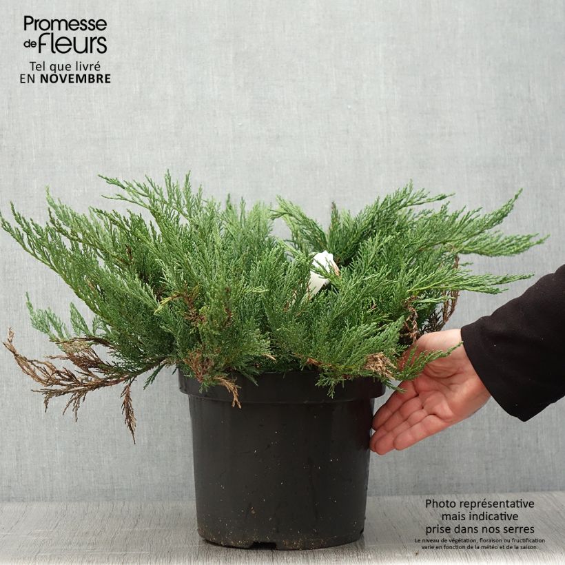 Exemplaar van Juniperus sabina Tamariscifolia - Savin-jeneverbes Pot van 7,5 l/10 l zoals geleverd in de herfst