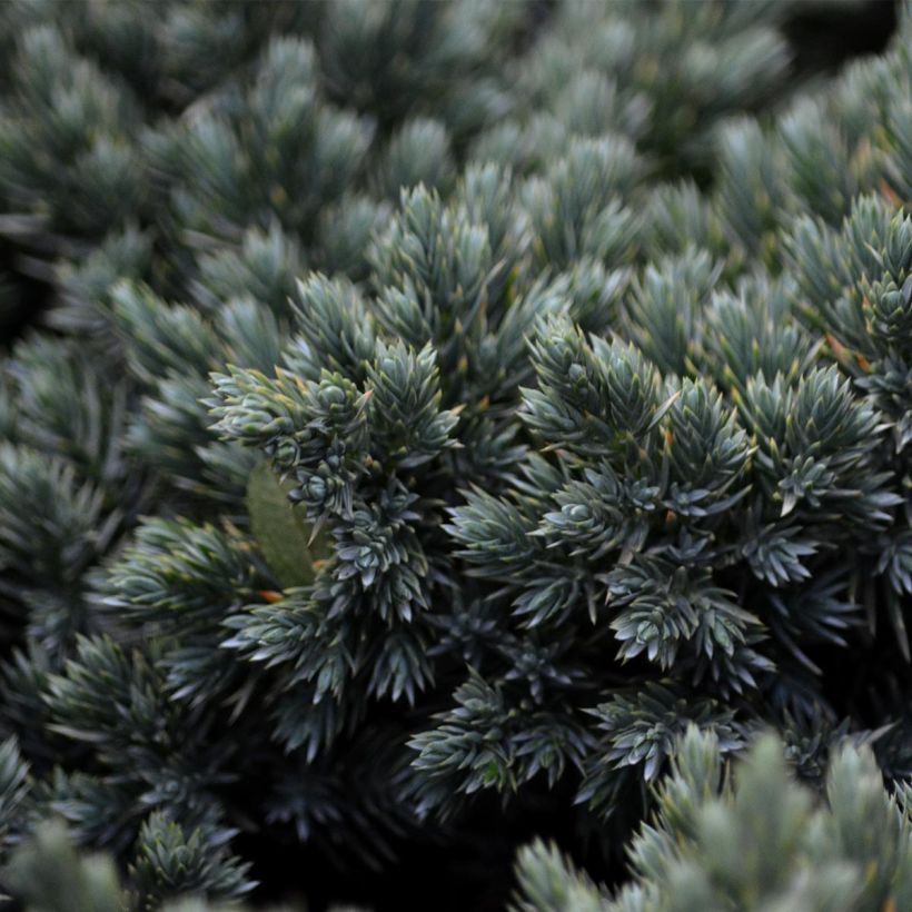 Juniperus squamata Blue Star - Himalaya jeneverbes (Blad)