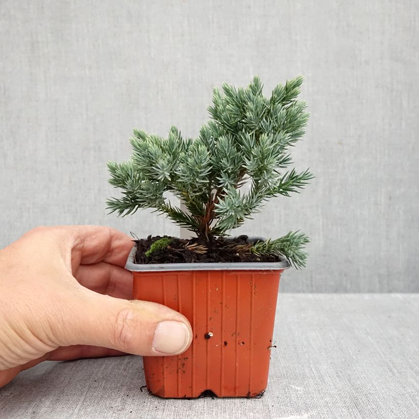 Exemplaar van Juniperus squamata Blue Star - Himalaya jeneverbes Kweekpotje van 8/9 cm zoals geleverd in de herfst