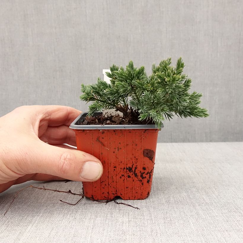 Exemplaar van Juniperus squamata Blue Star - Genévrier écailleux Godet de 8/9 cm zoals geleverd in de winter