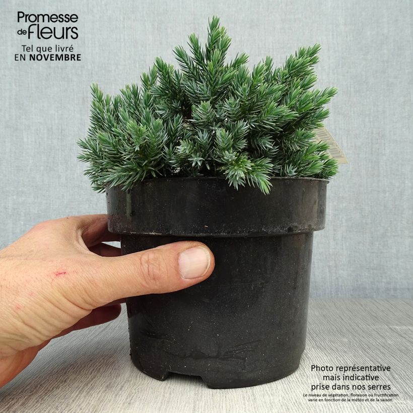 Exemplaar van Juniperus squamata Blue Star - Himalaya jeneverbes Pot van 2 l/3 l zoals geleverd in de herfst