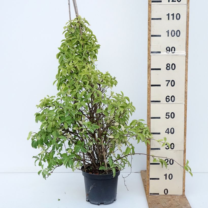 Exemplaar van Kadsura japonica - Kadsura du Japon Pot van 6 l/7 l zoals geleverd in de herfst