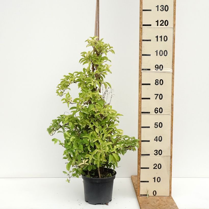 Exemplaar van Kadsura japonica - Kadsura du Japon Pot van 6 l/7 l zoals geleverd in de zomer
