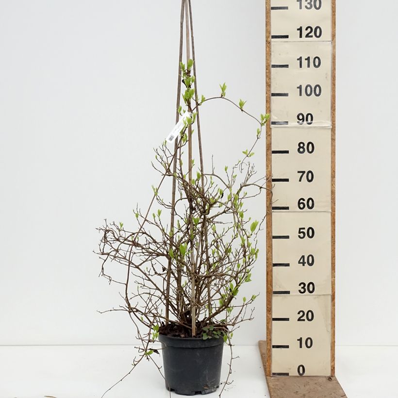 Exemplaar van Kadsura japonica - Kadsura du Japon Pot van 6 l/7 l zoals geleverd in de lente
