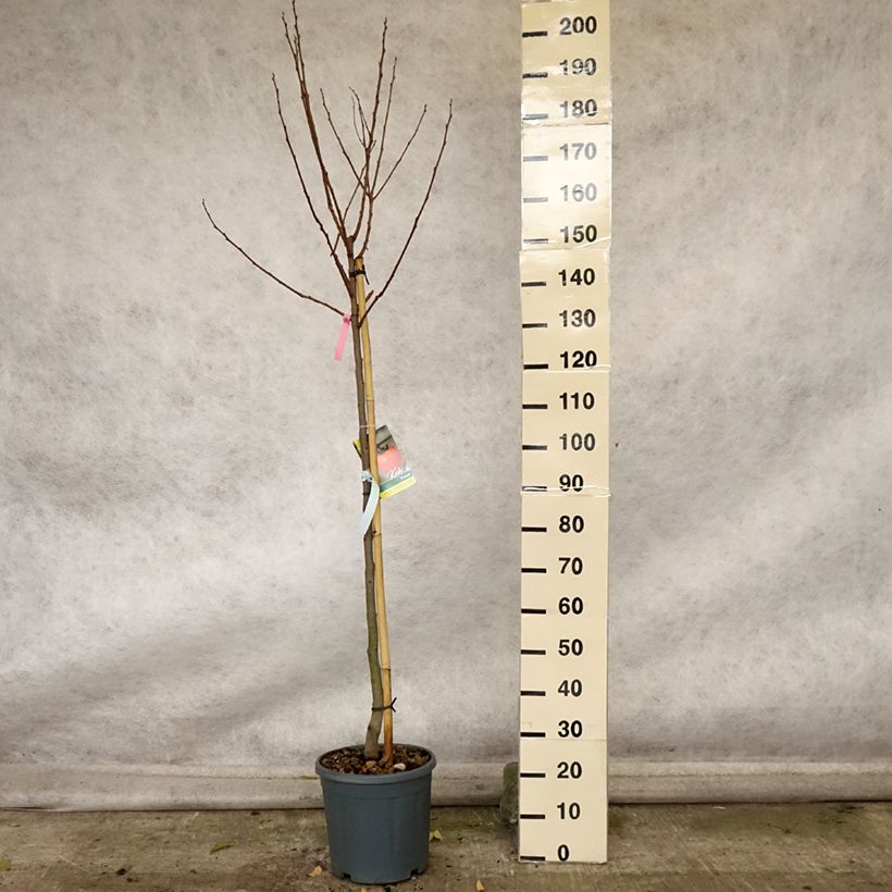 Exemplaar van Kakiboom Muscat Pot van 12 l/15 l, Half-hoge stam zoals geleverd in de herfst