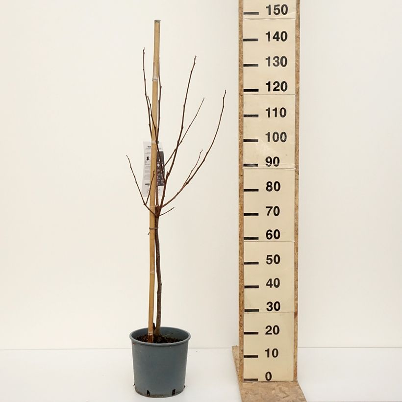 Exemplaar van Kakiboom Muscat Pot van 7,5 l/10 l, Kelkvormig zoals geleverd in de winter