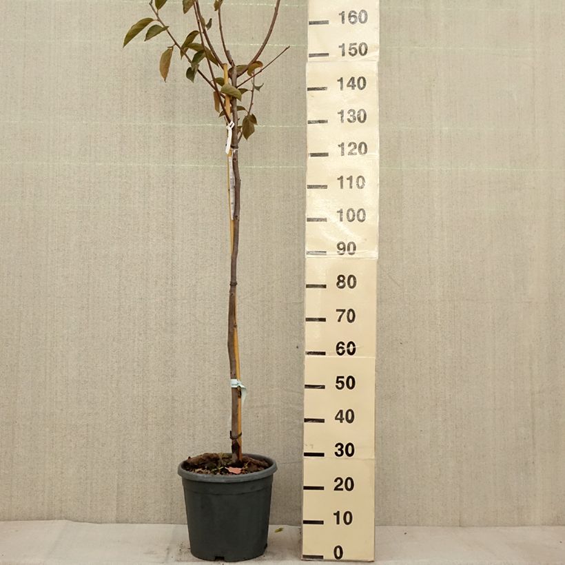 Exemplaar van Diospyros kaki Fuyu - Plaqueminier - Kaki pomme Pot de 12L/15L, Demi-Tige zoals geleverd in de herfst