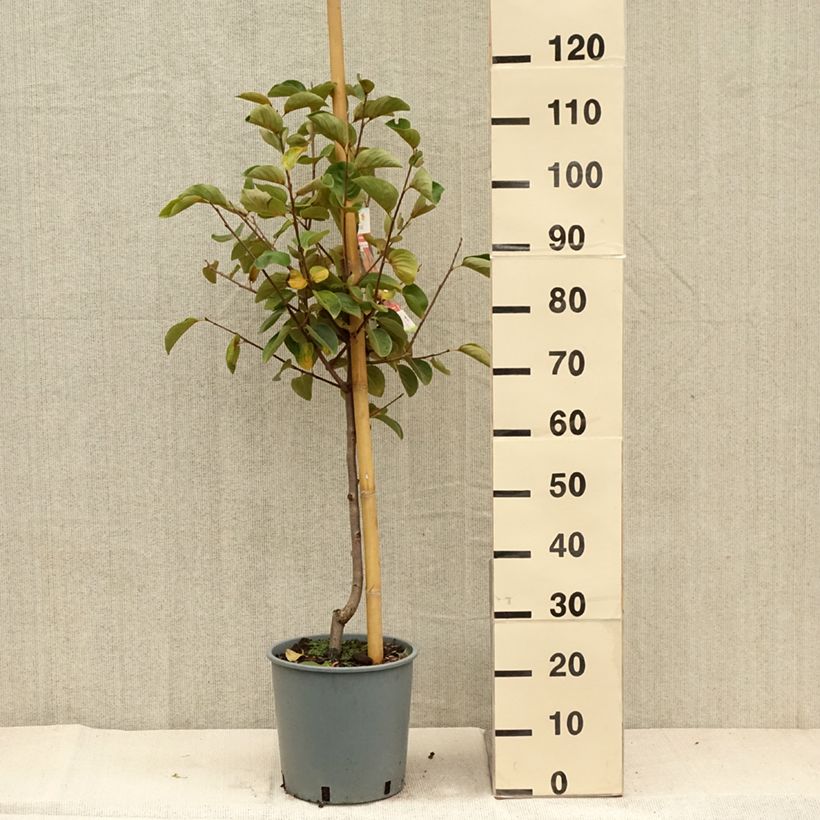 Exemplaar van Kakiboom Fuyu Pot van 7,5 l/10 l, Kelkvormig zoals geleverd in de herfst