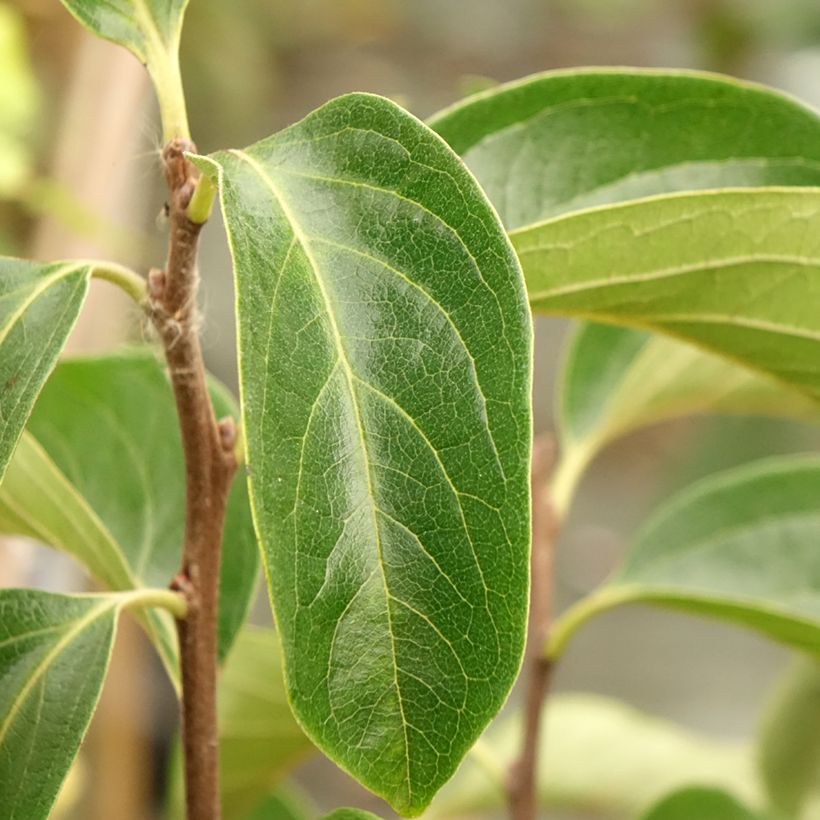 Kakiboom Fuyu (Blad)