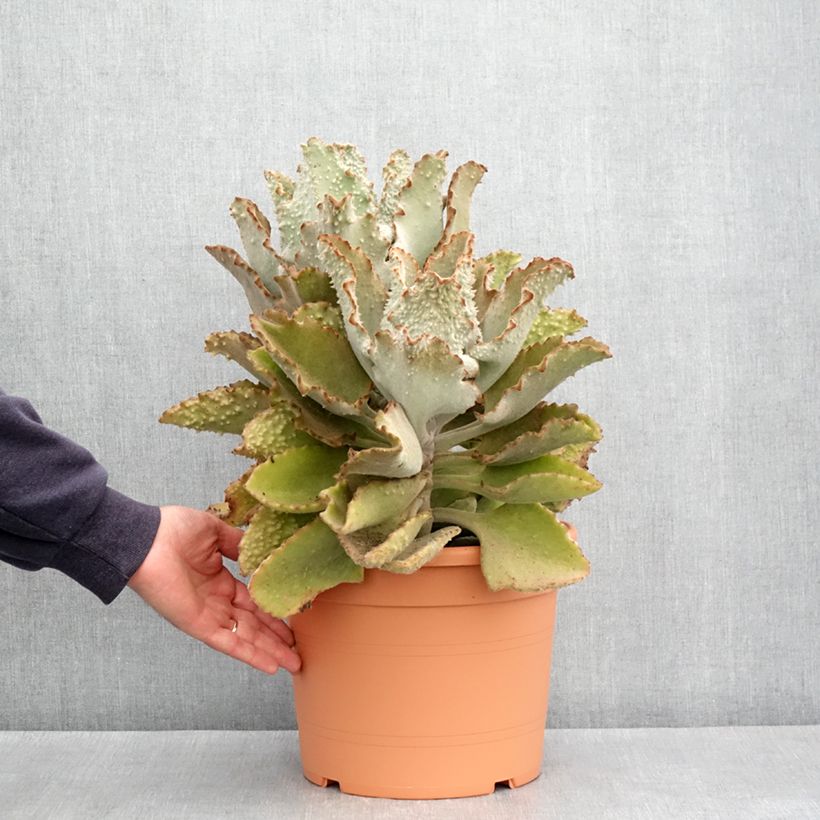 Exemplaar van Kalanchoë beharensis Fang - Flambo plant Pot van 7,5 l/10 l zoals geleverd in de lente