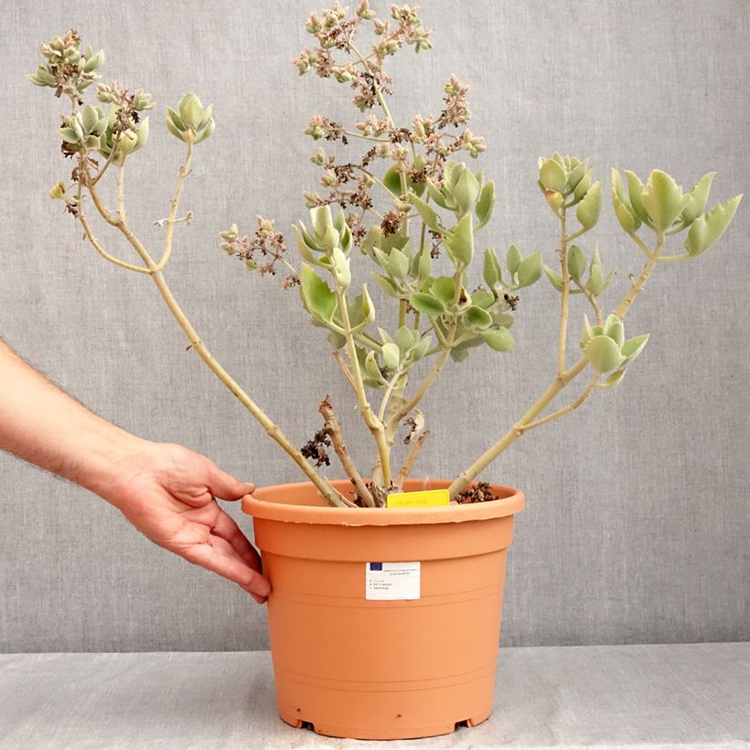 Exemplaar van Kalanchoë Oak Leaf - Flambo plant Pot van 7,5 l/10 l zoals geleverd in de zomer