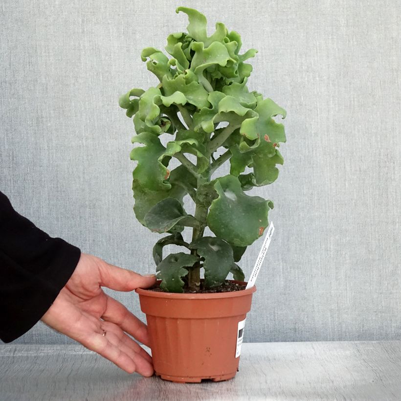 Exemplaar van Kalanchoe beharensis Subnuda - Kalanchoë Pot van 12 cm / 13 cm zoals geleverd in de herfst