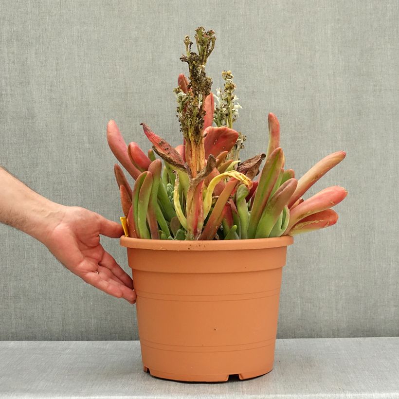 Exemplaar van Kalanchoë Oricula - Flambo plant Pot van 7,5 l/10 l zoals geleverd in de lente