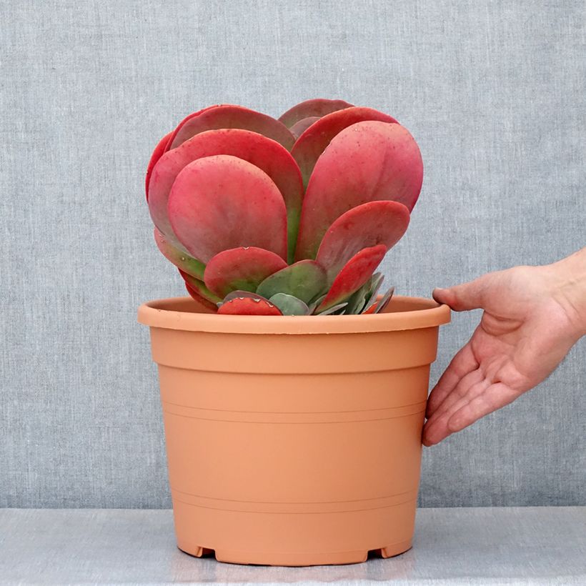 Exemplaar van Kalanchoe thyrsiflora - Woestijnroos Pot van 7,5 l/10 l zoals geleverd in de lente