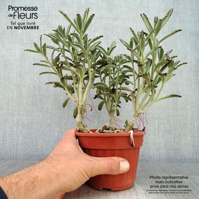 Exemplaar van Kalanchoe tomentosa - Pandaplant Pot van 12 cm / 13 cm zoals geleverd in de herfst